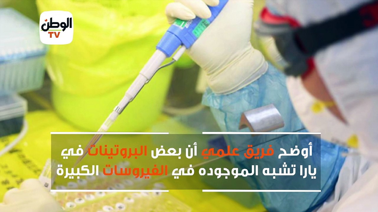 يشبه حورية البحر.. تعرف على فيروس يارا الجديد 