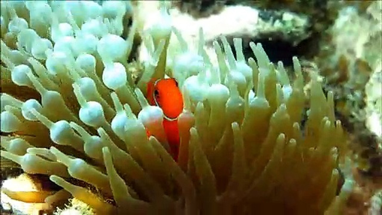 Scuba Diving Great Barrier Reef Australia with Shark, Turtles and Clown Fishes _ Canon G15