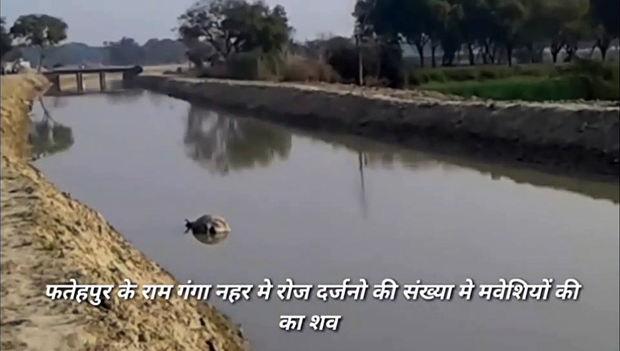फतेहपुर :रामगंगा नहर मे दर्जनो की संख्या मे मृत मवेशी मिले