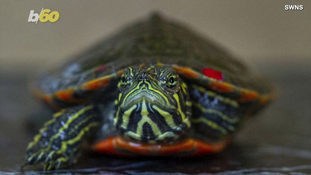 Adorable Endangered Turtles Set to Have Own Gallery at Tennessee Aquarium!