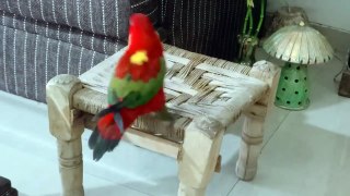 Mujy Gunda Buch Nahi Kahna||Best Talking Parrot