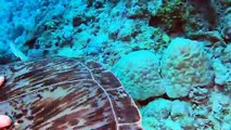 Scuba Divers Save Sea Turtle Tangled in Net