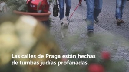 La comunidad judía de Praga recupera fragmentos de tumbas usados como pavimento