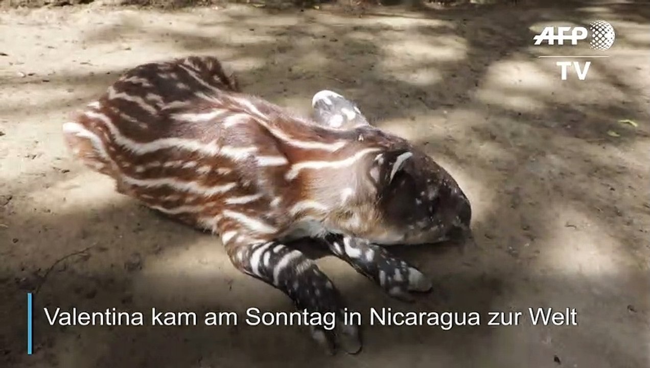 Seltener Tapir-Nachwuchs in Nicaragua