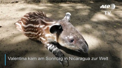 Seltener Tapir-Nachwuchs in Nicaragua