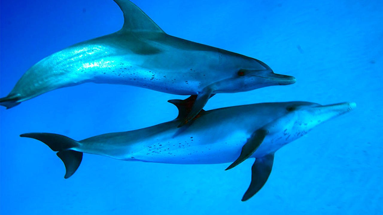 Wonders of the Sea - Trailer (Deutsche UT) HD