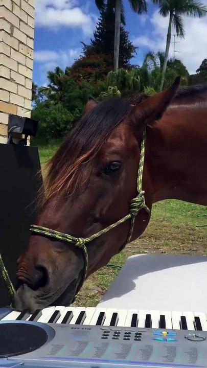 Oui, les chevaux savent jouer du piano !