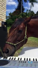 Oui, les chevaux savent jouer du piano !