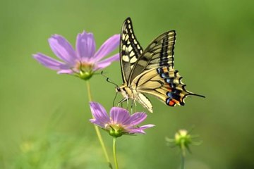 Want to Attract Bees and Butterflies? Keep the Weeds