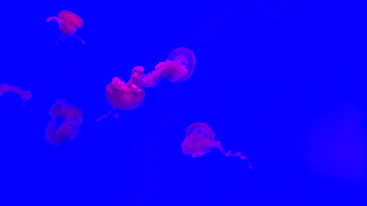 Ripley's Aquarium Of Canada-2019