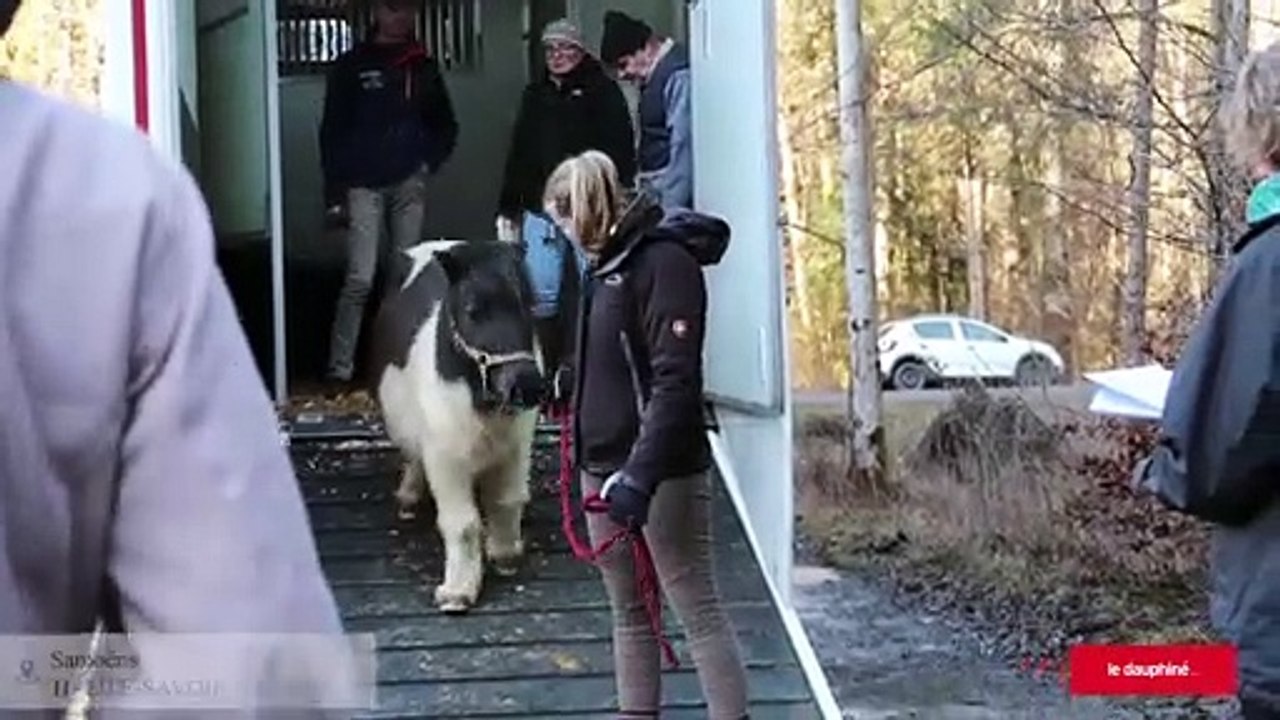 Samoëns : Deux ans après leur saisie Émilie Jauffret a récupéré ses quinze chevaux