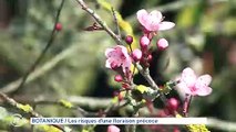 BOTANIQUE Les risques d'une floraison précoce