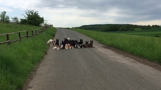 Tous ses chiens sont vraiment bien dressés