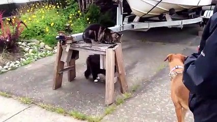 Ce chien va comprendre qui est le boss du quartier : c'est le chat