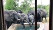 Des dizaines d'éléphants assoiffés viennent lui vider sa piscine
