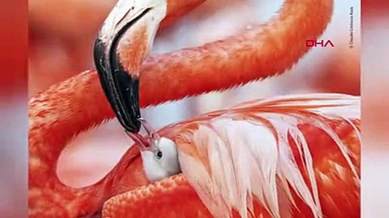 Vahşi Yaşam Fotoğraf ödülleri birincisi belli oldu