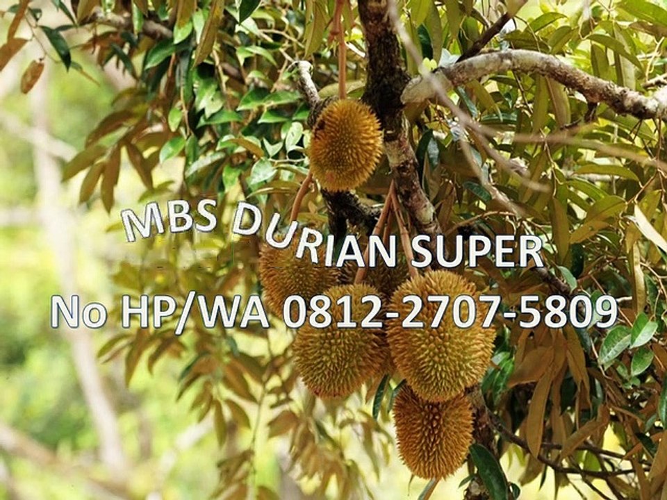 GROSIR, WA 0812-2707-5809, Bibit Durian Cianjur Sulawesi Selatan