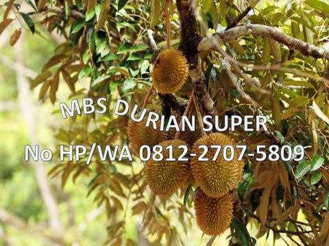 GROSIR, WA 0812-2707-5809, Bibit Durian Petruk Asli Kalimantan Barat