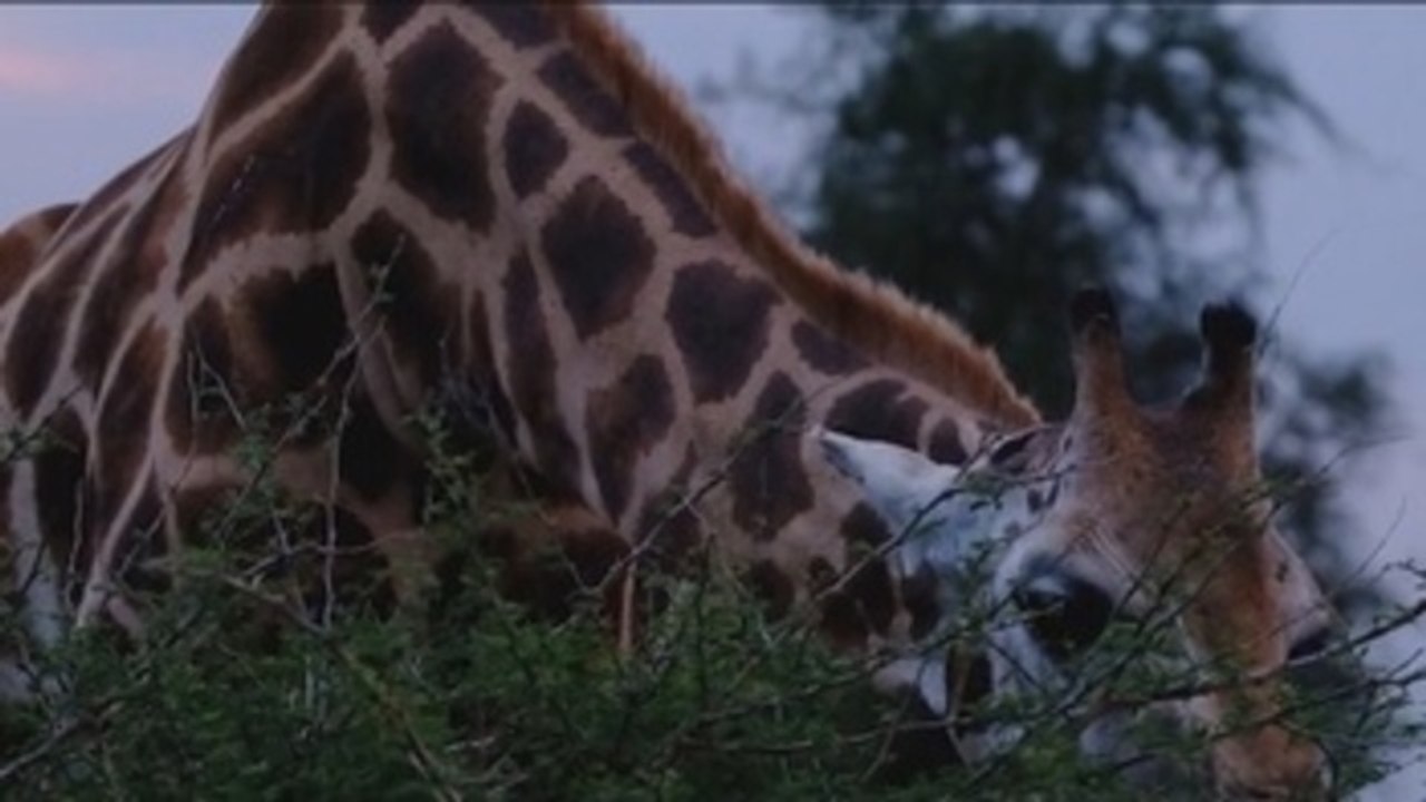 Zoológico de Río de Janeiro será el primer parque de conservación en Brasil