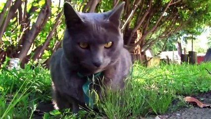 Top 10 Gatos Más Exóticos Del Mundo