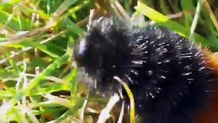 Top 7 Animales Que Vuelven A La Vida Después De Congelarse