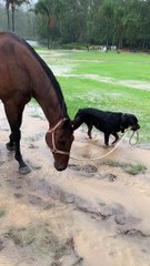 Well-Behaved Doggo Walks Hoofed Friend