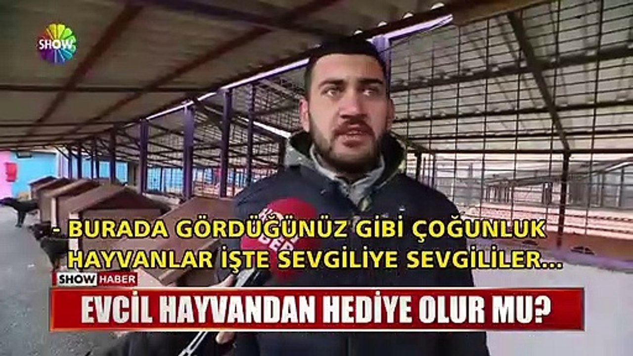 Sevgililer gününde bir çanta, bir kitap, bir telefon alabilirsiniz ama evcil hayvan kesinlikle almayın, bu canlar hediye değildir, hayatlarını karartmayın.