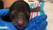 Dog Rescues Orphaned Black Bear Cub