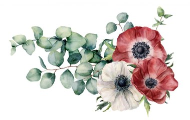 Facts About Anemones All Gardeners Should Know