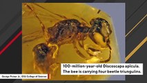 100 Million Years Ago, This Bee Had A Very Bad Day