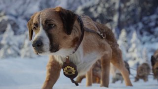 The Call of the Wild | New Lead Dog Clip
