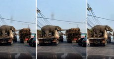 Elephants Grab a Roadside Snack While Stopped | Oneindia Malayalam