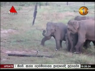 group of elephants passing a broken electric fence