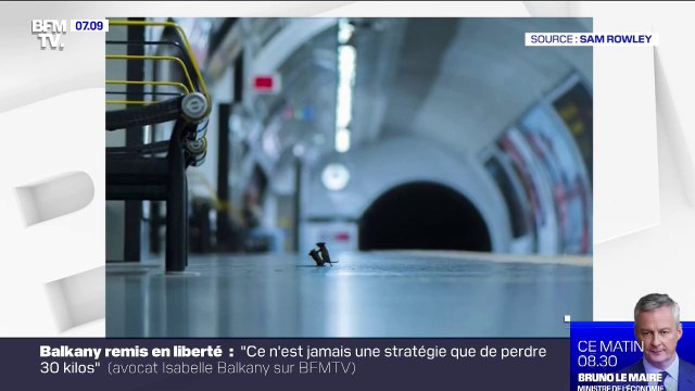 Ce cliché d'un combat de souris dans le métro de Londres remporte le prix du public de la meilleure photo animalière