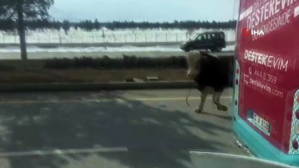 900 kiloluk kızgın boğa trafiği birbirine kattı