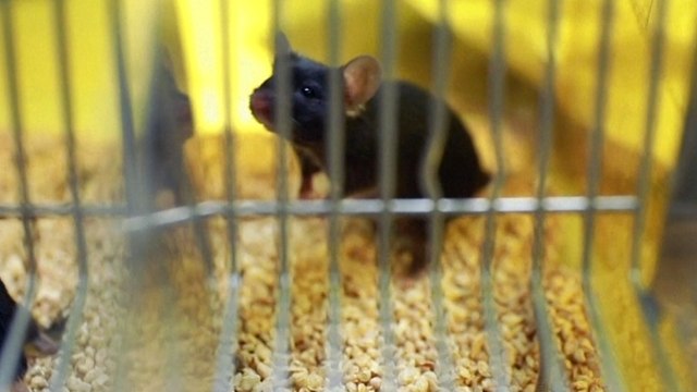 The global search for a vaccine to prevent coronavirus infections