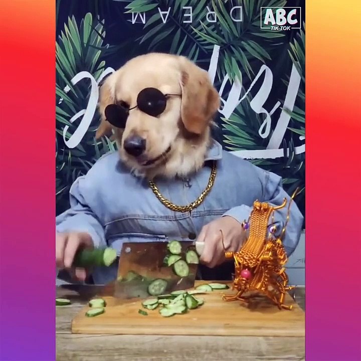 Cute Baby Animals - Cute and Funny Cat  Dog Videos Compilation P(10)  Tik Tok China