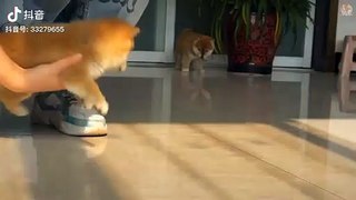  Aww - Funny and Cute Animals Compilation 2020  #52- CuteVN Animal