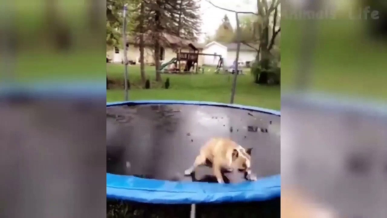 Funniest Cats And  Dogs - Try Not To Laugh - Fu...