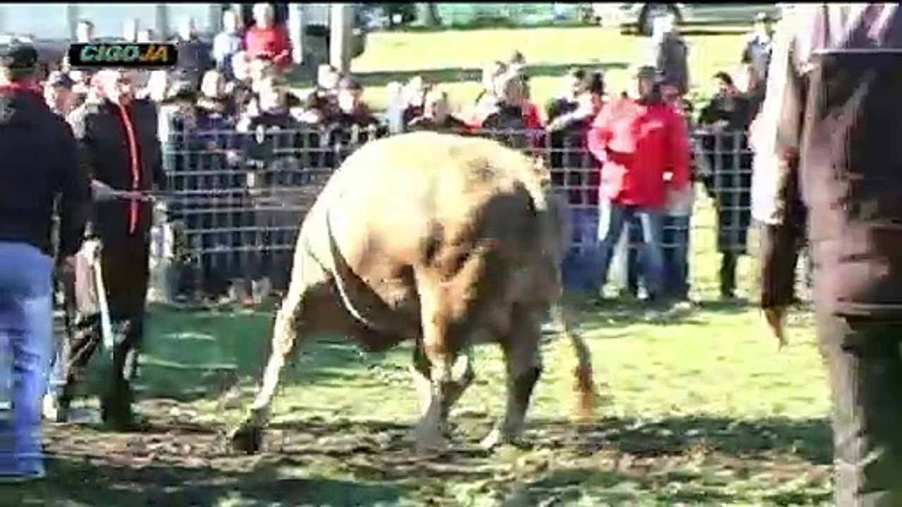BRIZAN BJELAN SANICA 2018 KOD DADE