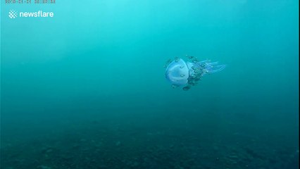 Pulsating purple jellyfish surrounded by other fish spotted in Bali