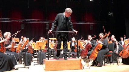 CRR'nin konser tutkunu kedileri