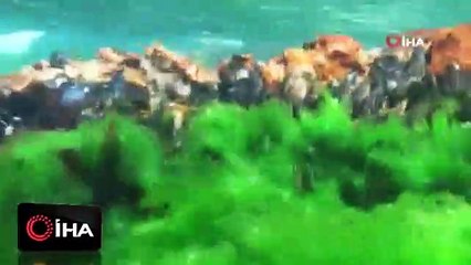 Dalgıçlar İstanbul'un kayıp gizemli adasına daldı