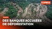 Des banques françaises accusées de financer des projets de déforestation malgré la loi