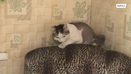 Кот спас хозяйку во время пожара в Челябинске