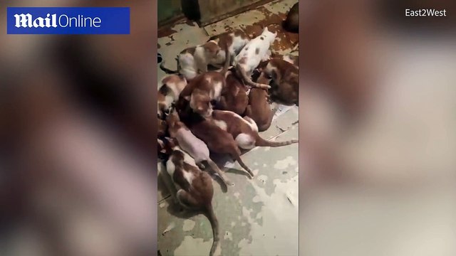 Une femme vit avec 130 chats dans un petit appartement à Moscou