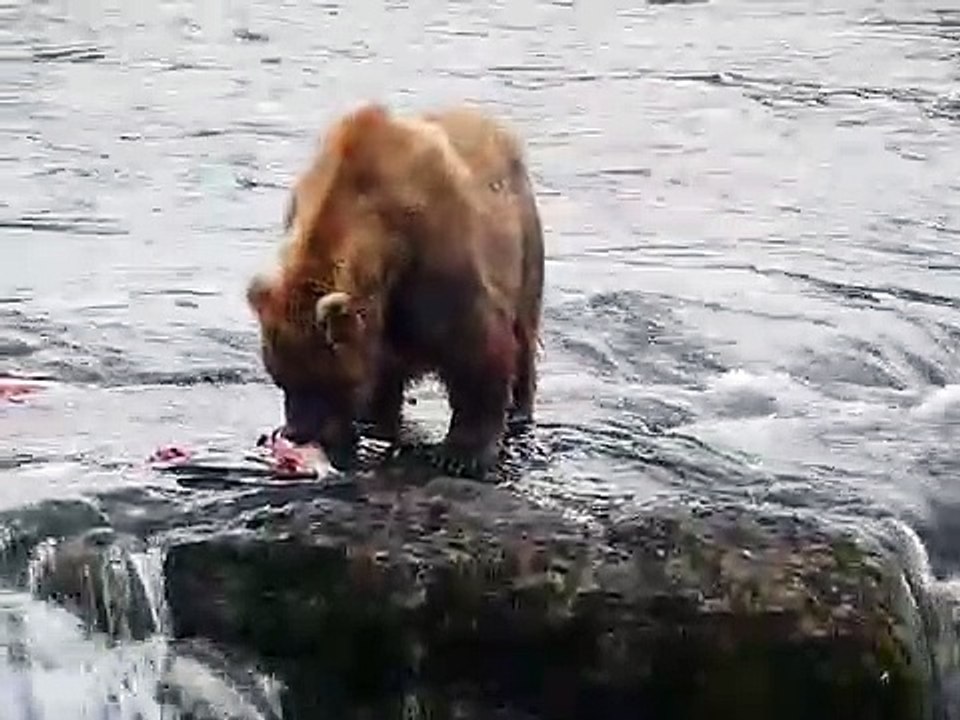 brooks falls bears katma iak