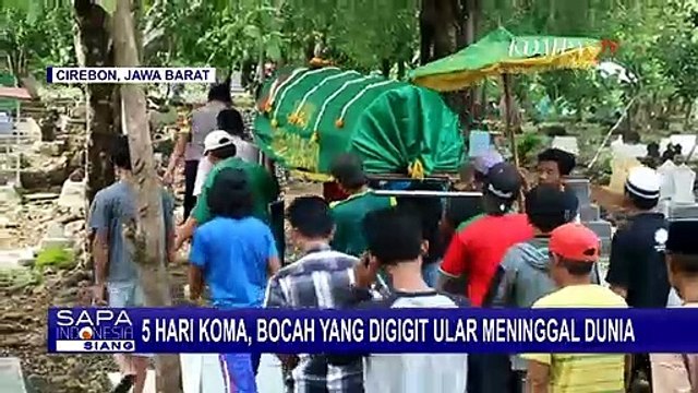 Digigit Ular, Balita di Cirebon Tewas