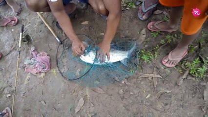 ভবানন্দপুরে পরপর  ২টো বড়ো কাতলা মাছ ধরা দেখুন | Rozina’s Club