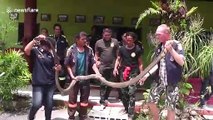 Two mating king cobras coil around each other in front of amazed locals in Thailand